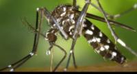 Dengue Cases Spike in Sri Lanka